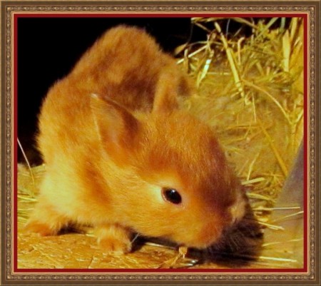 Prézlike fiókái 2 hetesek